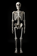 Life-size 170cm Halloween skeleton decoration